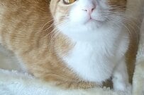 【1.4万いいね】辛そうだった保護猫が、笑顔あふれる美猫へ
