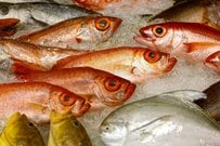 埼玉で開催された「深海魚まつり」で発見したサメ　恐ろしすぎる「口内」の様子に目を疑う