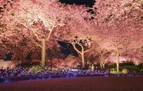 SNSで話題「ハートの桜」人気隠れスポットに「幻想的」「ロマンチック」の声多数
