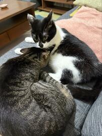 「仲いいやん！」と思ったら　猫達のまさかの展開に笑ってしまう