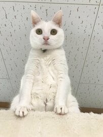 「きゃ〜食べられる」美少女猫ちゃんのワイルドなお口が迫る…！「生涯最後の光景」と話題