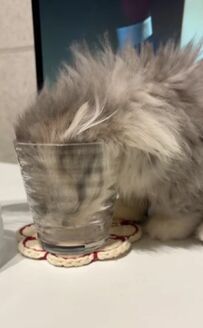  グラスの中には何も入っていないよ…！　何でも興味津々のいたずらっ子