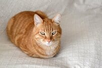 「自宅でくつろいでいる」最中に強烈な違和感　目からビームを放つ猫に衝撃走る