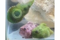 じーっ！ダンゴウオが他の子に熱視線を送ったあとの行動に衝撃！3万いいね「意外と抜け目ない」の声