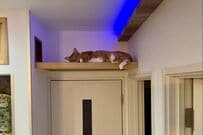 透明な床から見えた「猫のご褒美ショット」が話題に　尊い光景に「わざと？」