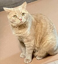 キャットタワーで伸びる猫 手足の予想外の長さに「ながーい」「何だか強そう」などの声