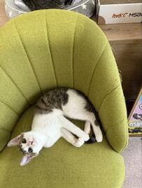 「家に来て2週間の椅子」　猫飼いの「あるある」に思わず笑ってしまう