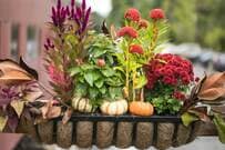 【センスのいい寄せ植えづくり】ベランダがおしゃれになる《秋色の花＆リーフ》組み合わせ3例