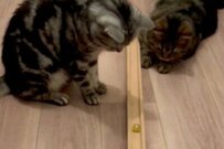2匹の猫たちの「ビー玉遊び」　まさかの役割分担に思わずニッコリ