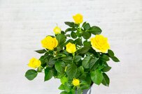 【バラの鉢植え】花がたくさん咲く育て方！二番花を増やす「開花後の管理」＆おすすめ品種4選