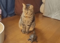 「今にも食べそうな勢い」おやつを食べる猫と、それを見つめる亀の様子に笑ってしまう