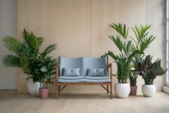 【ガーデニング】リビングにオススメの「大型観葉植物」お洒落系・最強6選