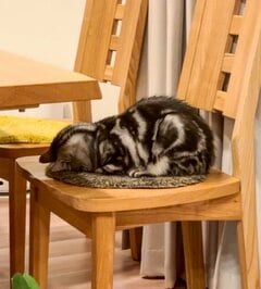 場所を選ばずごめん寝する猫　椅子でもひざの上でも変わらない熟睡っぷりがたまらない！