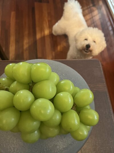 「自分も食べられると思ってブドウ見てヘラヘラしてる犬」