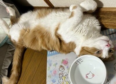 「朝ごはんっ!」