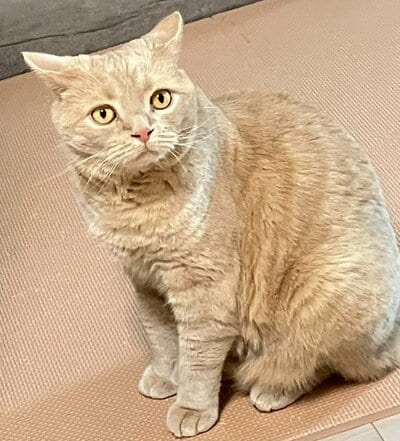 丸いお顔にまん丸な瞳がかわいいつなくん
