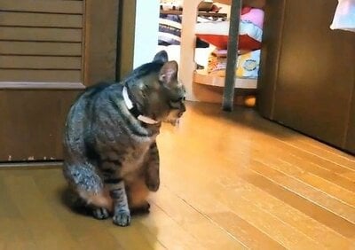 お部屋にいる小雪ちゃん　この後軍曹くんが登場する