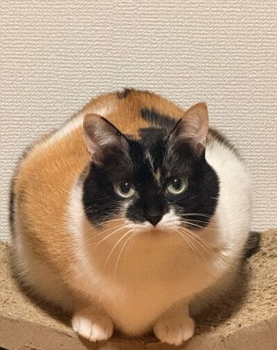 学習帳の表紙になれそう！