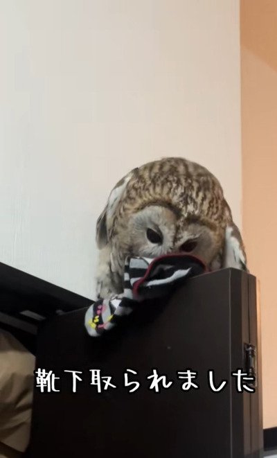 投稿動画のワンシーン