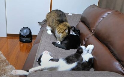 ねっこぱぱ様 （写真 | 【話題】構いたい猫パパ、スキンシップをスルー 