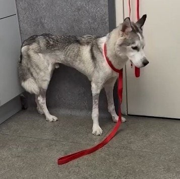 「生存率0％」安楽死を検討された犬　必死に立ち上がる姿に治療継続を決意→幸せな結末に「あきらめないでくれてありがとう」と反響