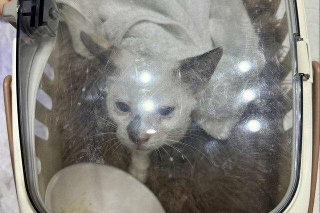 猛暑の日に「保護した猫」　約1か月の変化に感動「全然違う猫みたい」「健康そのもの」