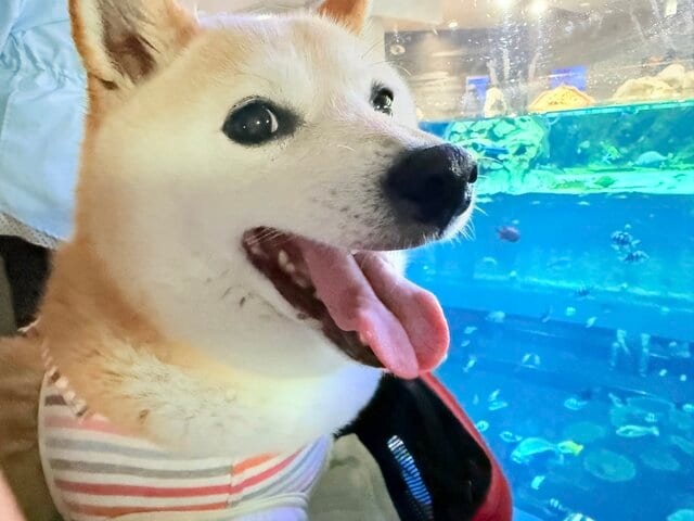 柴犬を初めて水族館に連れて行ったら…楽しそうだった表情の変化に「正直すぎる」「同じ日に撮ったとは思えない」