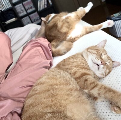 【癒やし】三者三様のポーズで寝る猫ちゃんと人間　背中をくっつけてリラックス　寝顔が気持ちよさそうでホッコリ