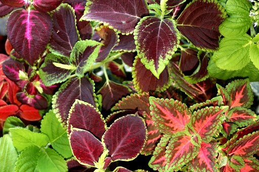 helgafo/shutterstock.com