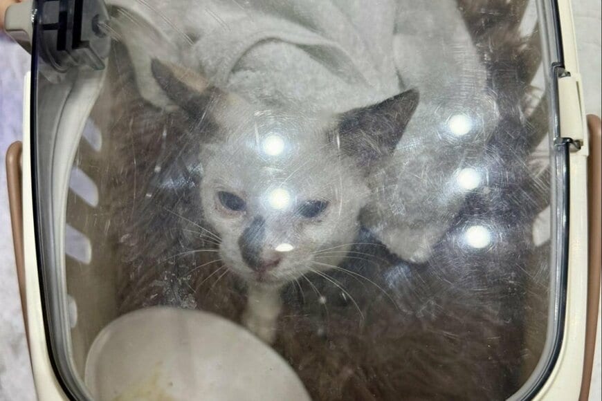 猛暑の日に「保護した猫」　約1か月の変化に感動「全然違う猫みたい」「健康そのもの」