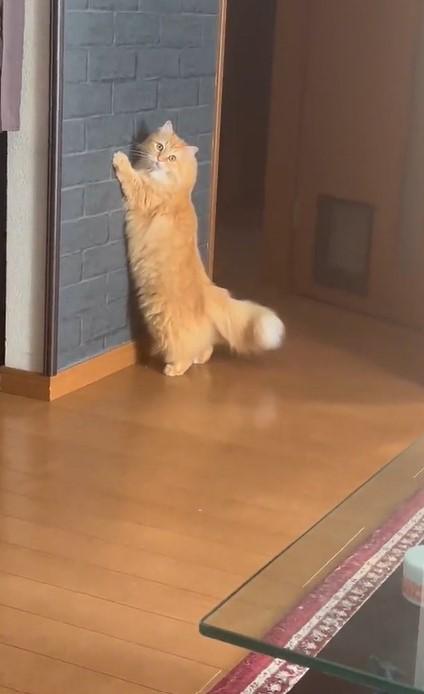 出所：@NEKOLAND13