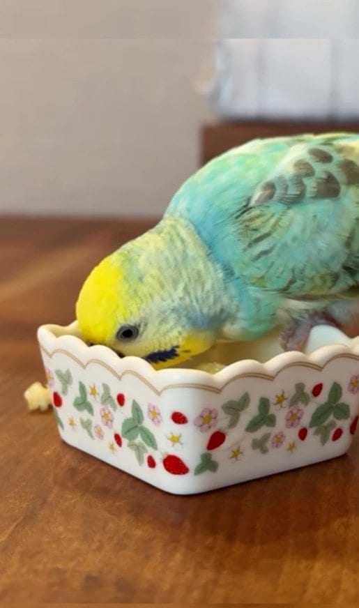 出所：@daiinkoteikoku_soraoto