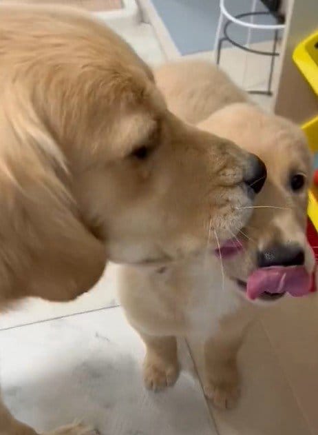 出所：@pu_channeldesu