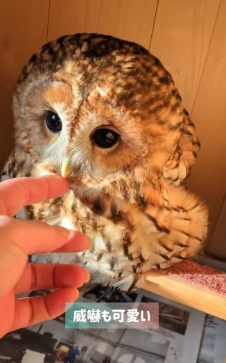 出所：@mori_luna_tawny_owl