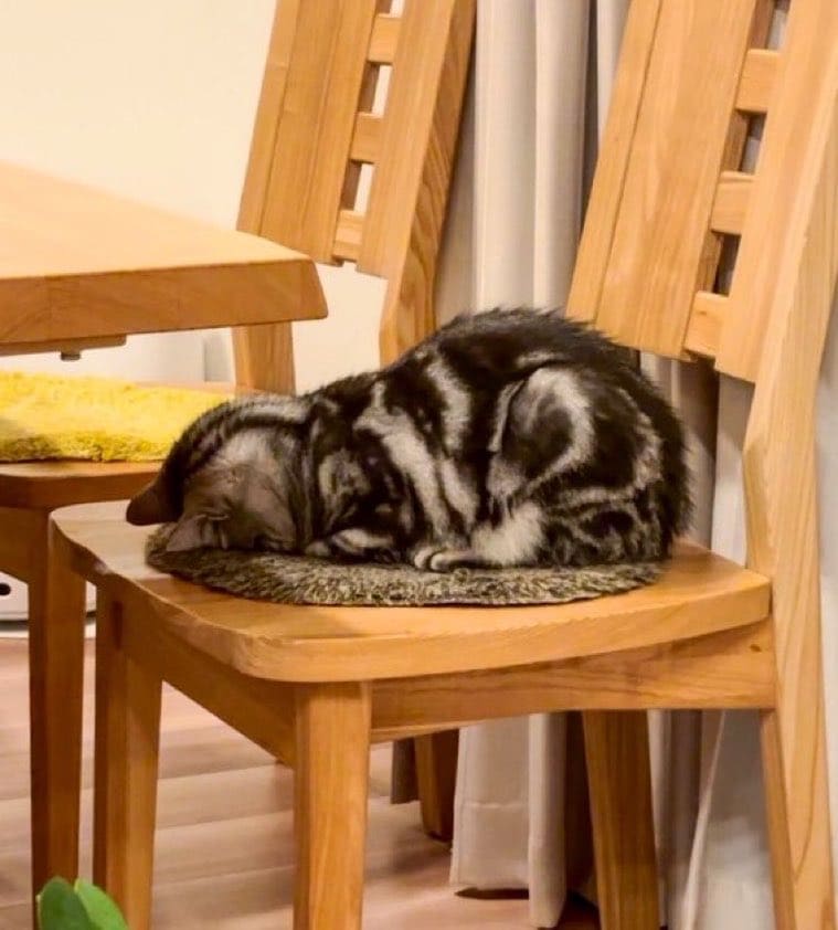 場所を選ばずごめん寝する猫　椅子でもひざの上でも変わらない熟睡っぷりがたまらない！