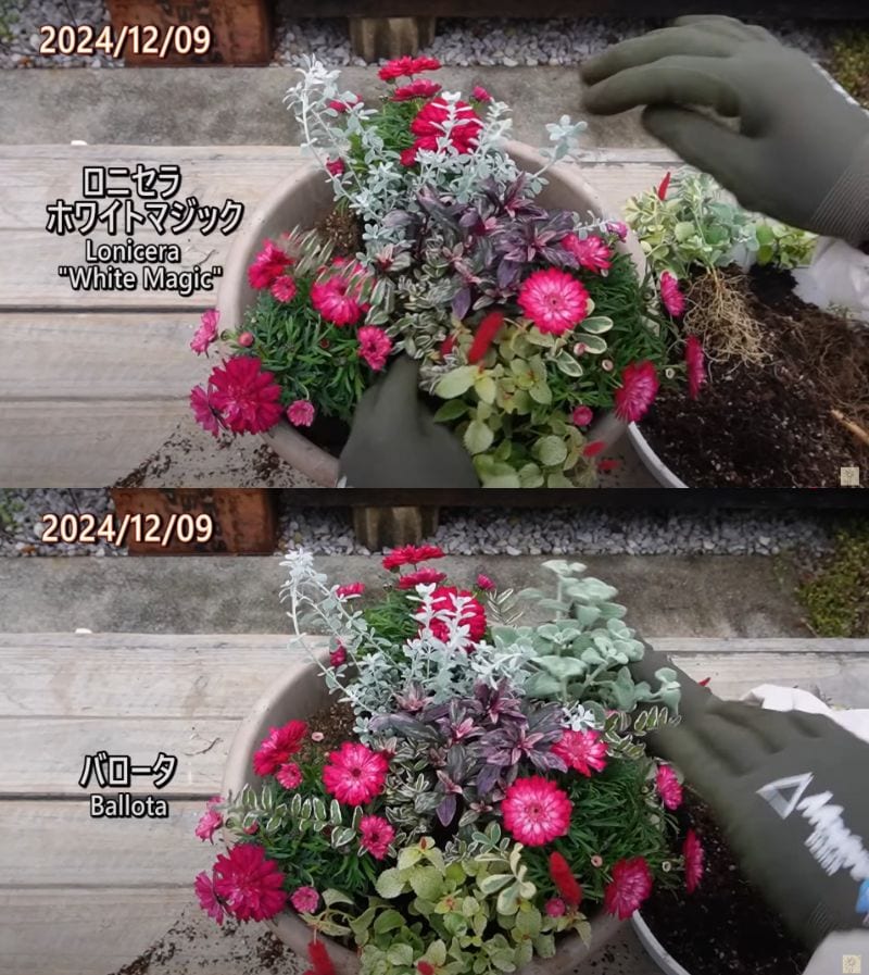 出所：@ohanachannel30