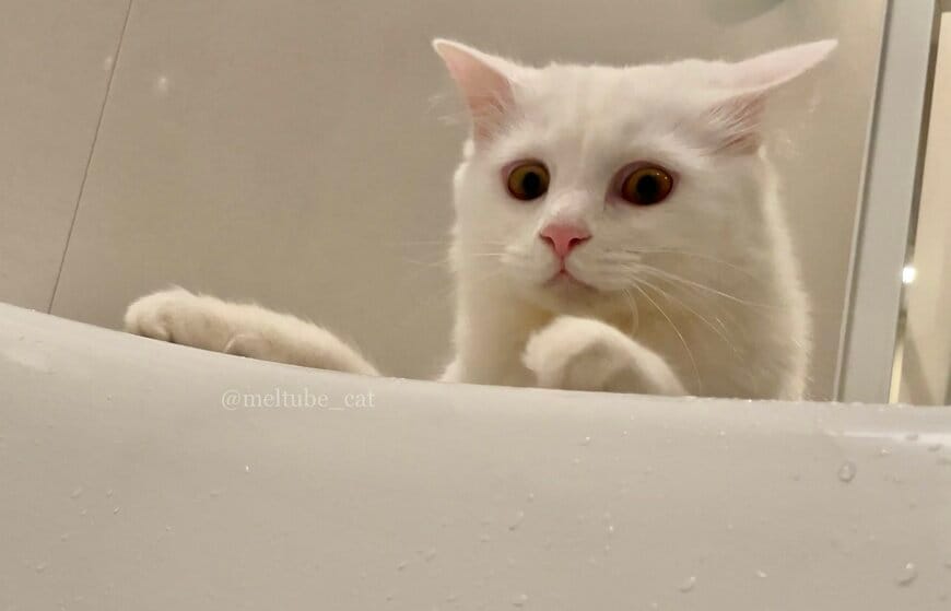 出所：@meltube_cat