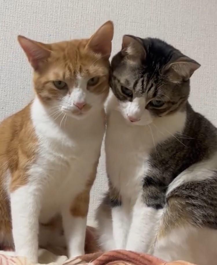 出所：@Neko2Obasan