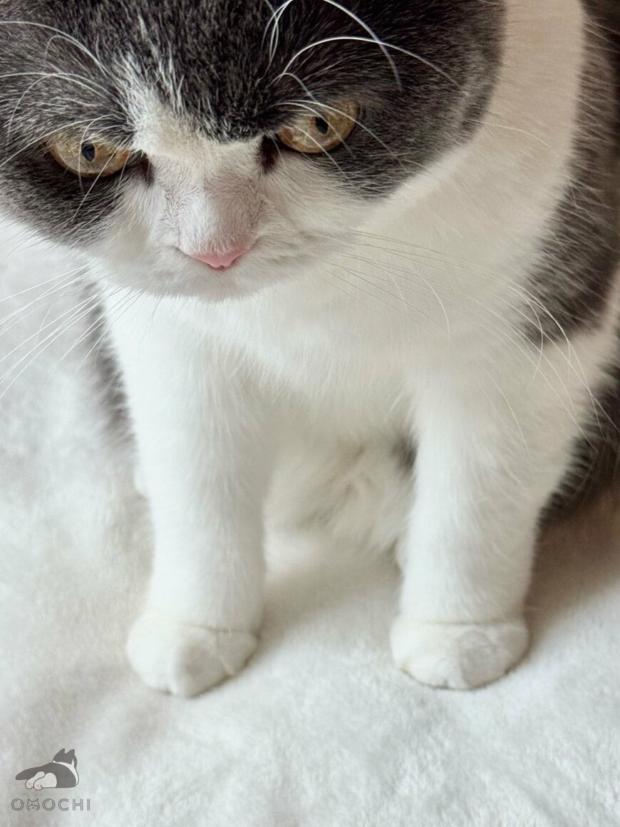「ただそこにいるだけなのにかわいい」猫の足元をよく見ると…まんまるお手々に悶絶！