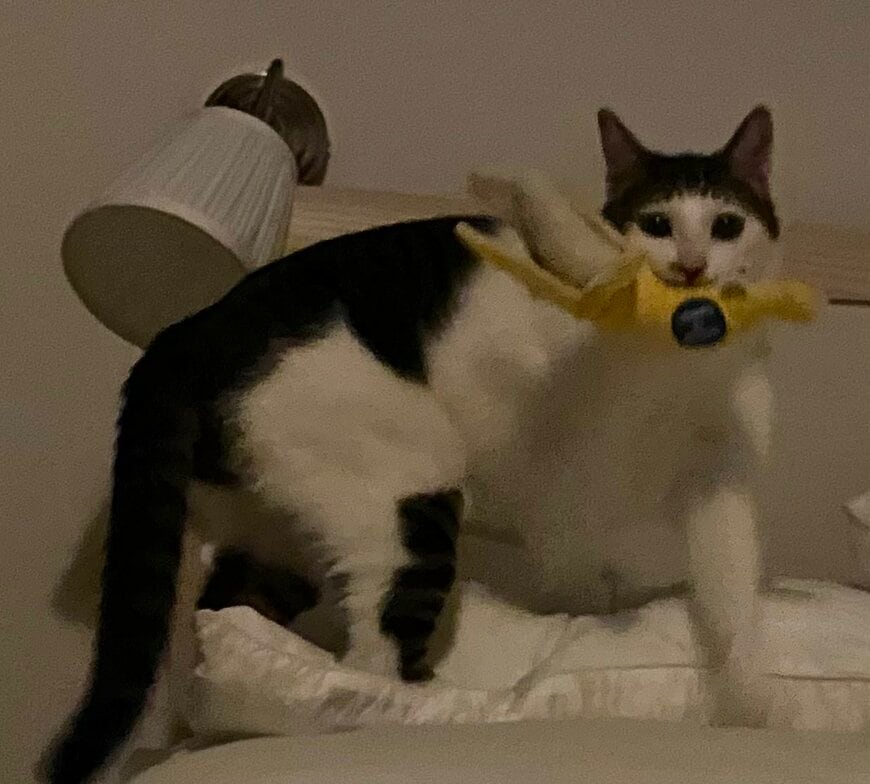 出所：@Saeroyi_cat