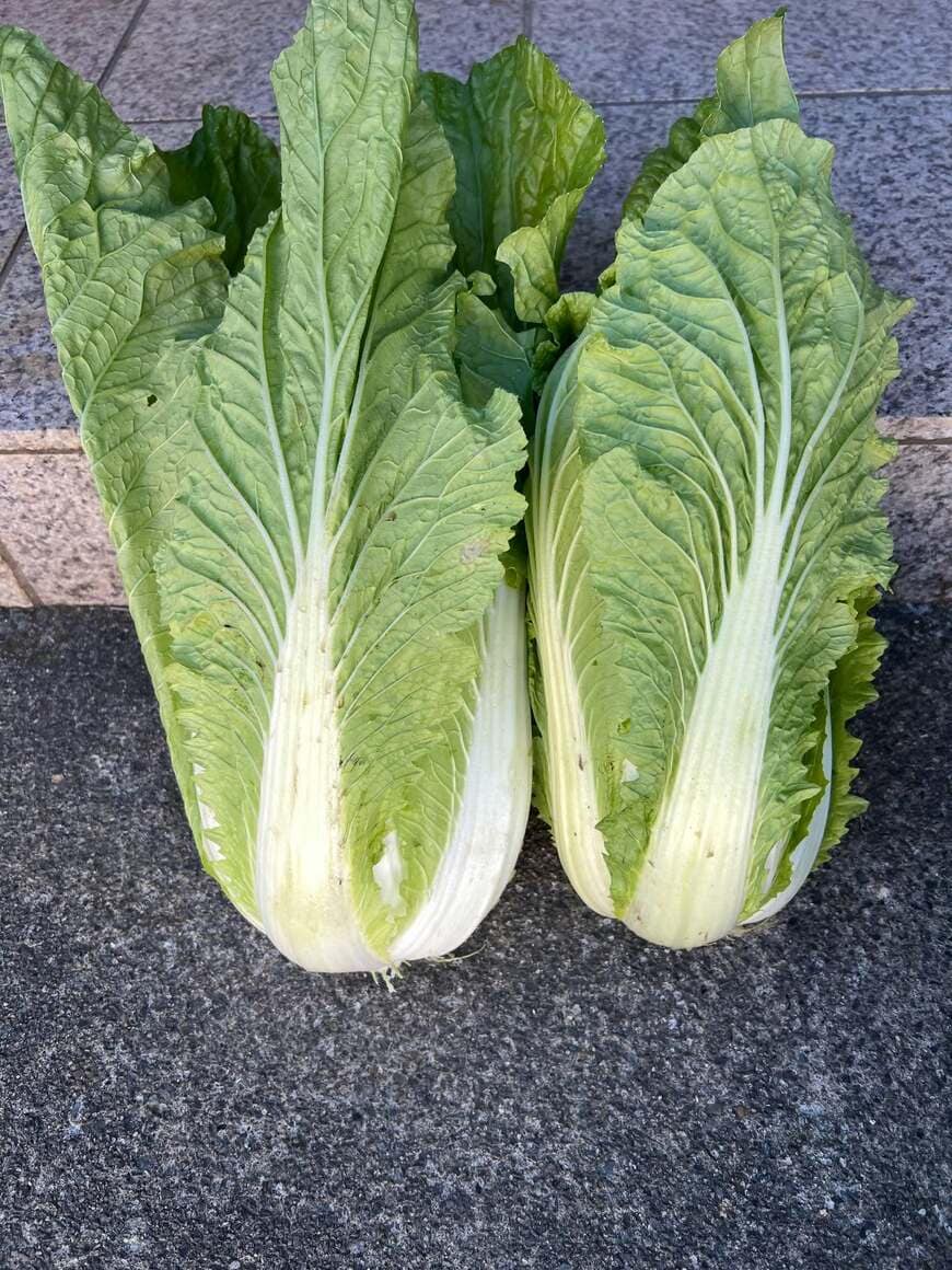 出所：@zebra.411670