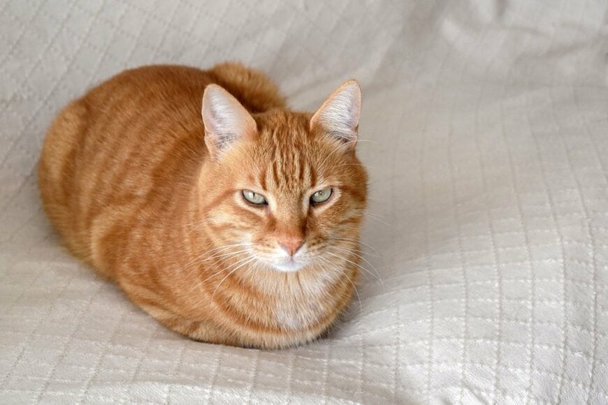 「自宅でくつろいでいる」最中に強烈な違和感　目からビームを放つ猫に衝撃走る