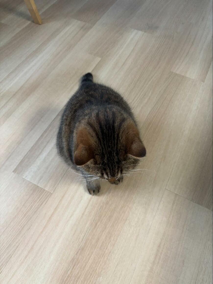 出所：@donguri_manchi