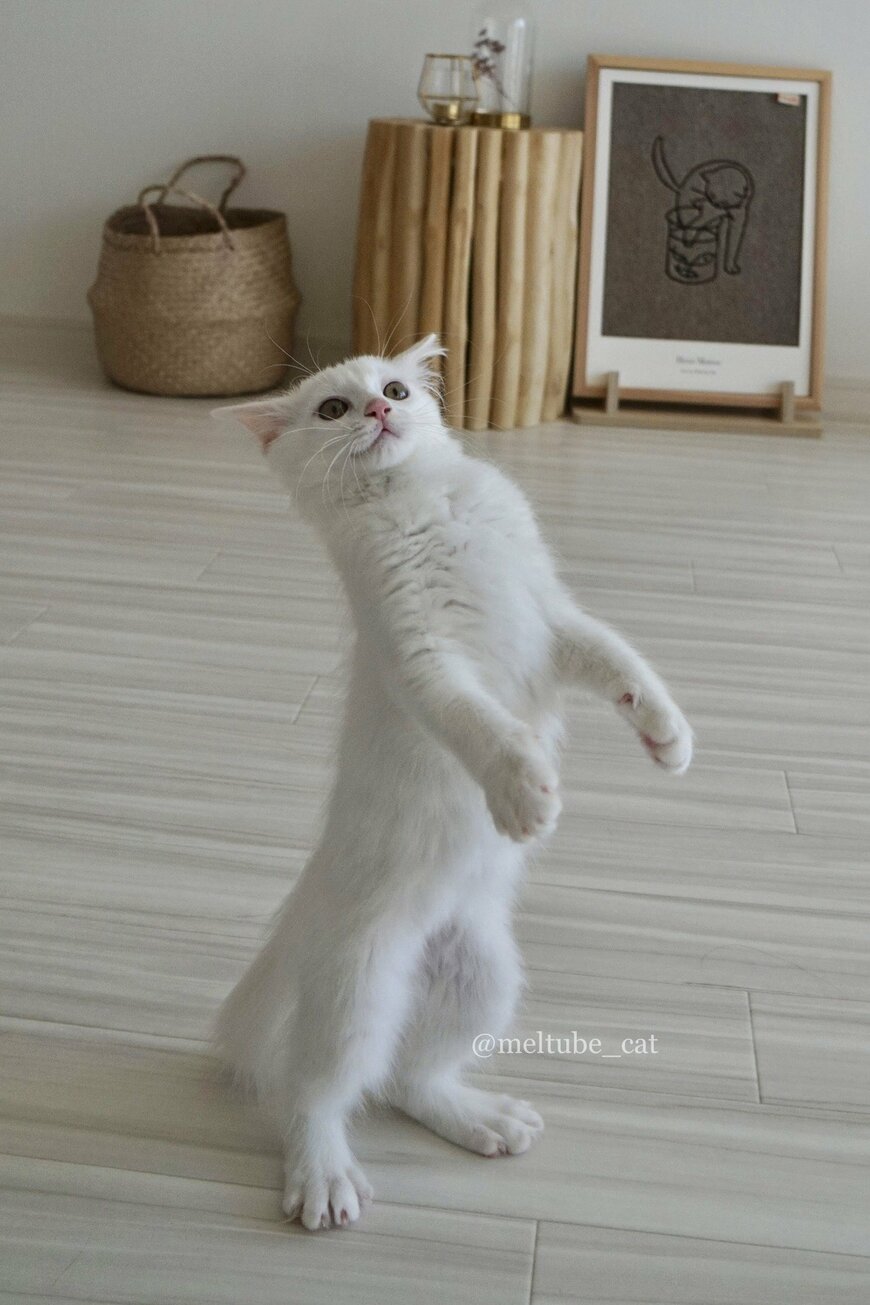 出所：@meltube_cat
