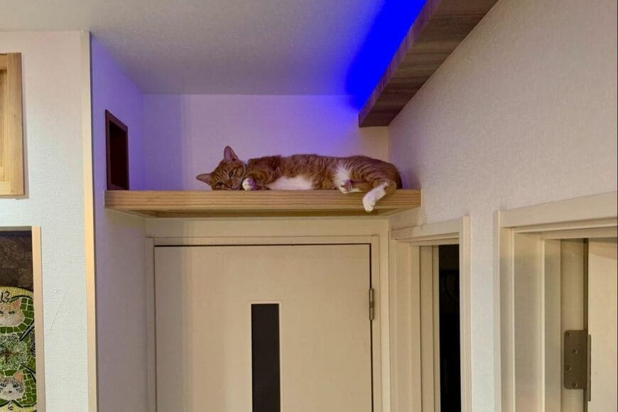 透明な床から見えた「猫のご褒美ショット」が話題に　尊い光景に「わざと？」