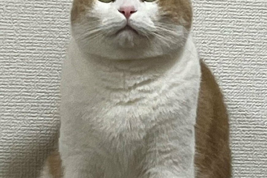 時計を壊した猫さんが……！爆笑の声続出の「ドヤ顔」がかわいい【2023年02月ベストセレクション】