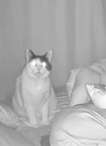 【犯人は？】暗視カメラをチェックすると…→睡眠を妨げていた理由にほっこり