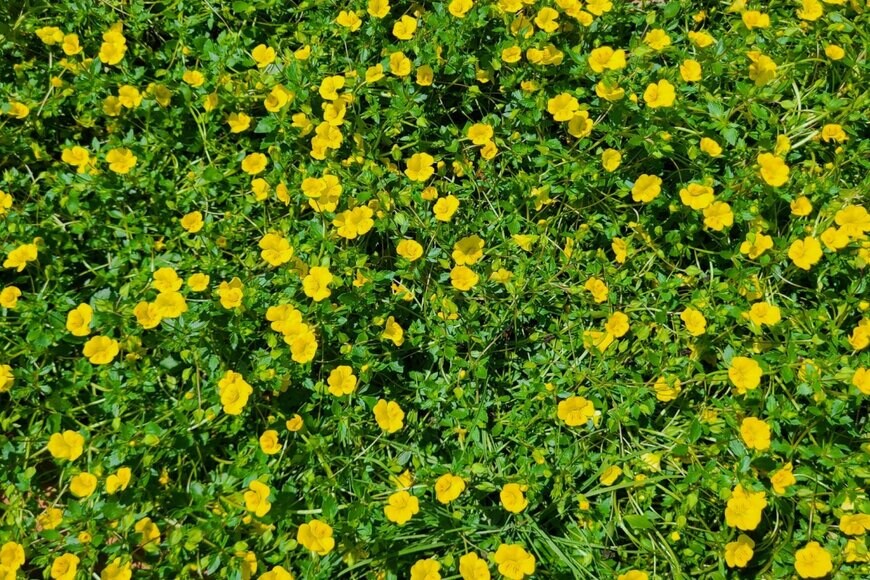 Thomas Plante/shutterstock.com