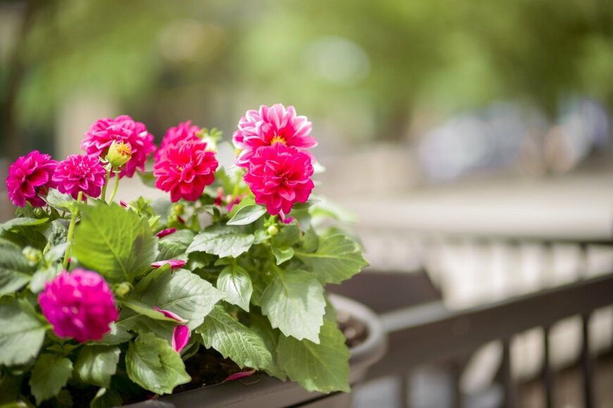 うちのプランターに「植えてよかった」おしゃれで育てやすい植物5選。夏の管理のコツも