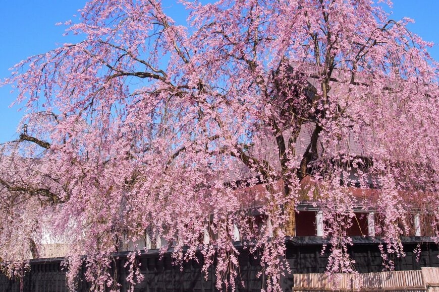 amosfal/shutterstock.com